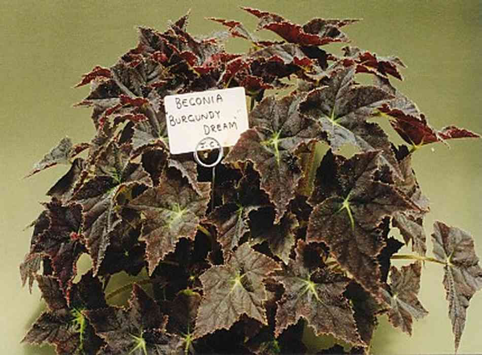 B. ‘Burgundy Dream’